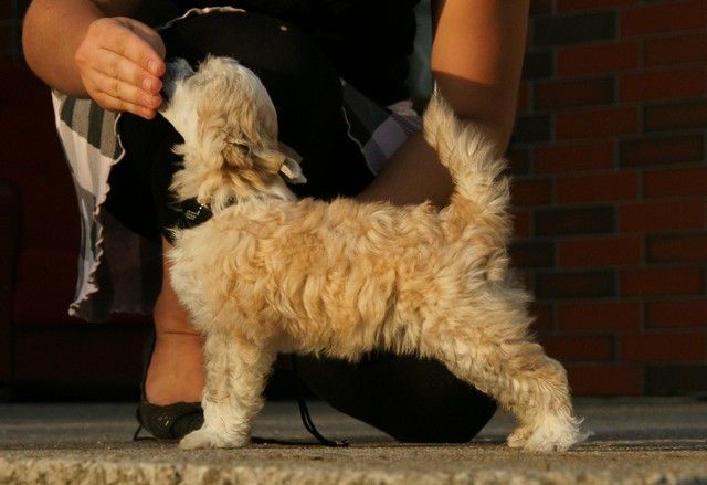 Blue Cafe Pony Dog