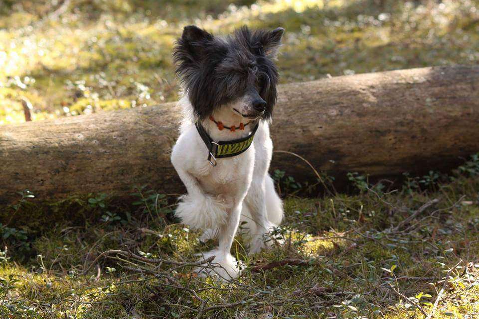 Proud Pony Valentine