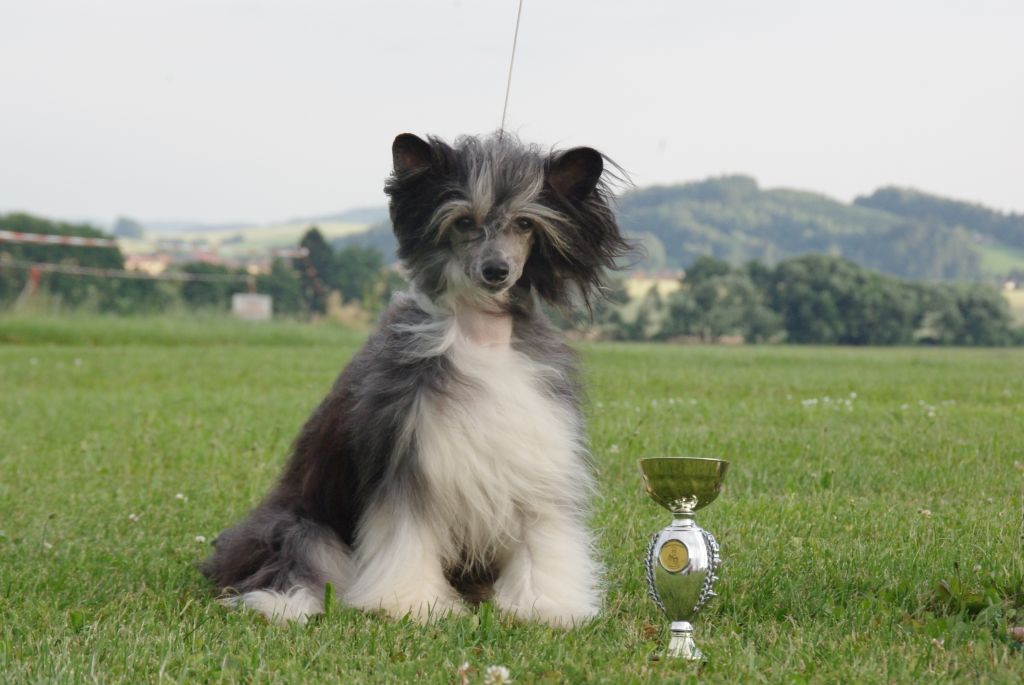 Delira Venia Rose of Silesia