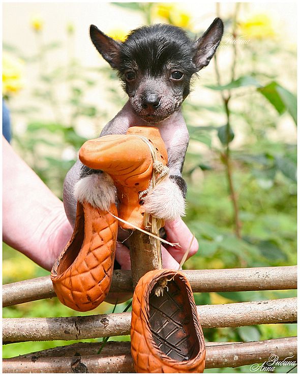 Dogland Happy Velvet Touch