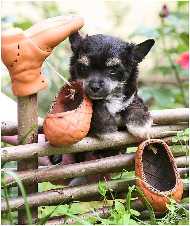 Dogland Happy Valiant Prince