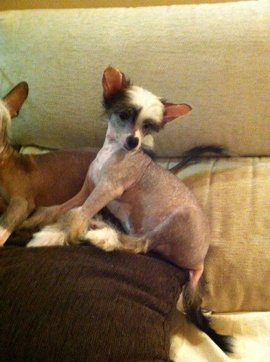 Giorgio Lo sono il Migliore de BLEU ARGENT