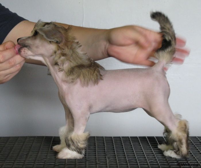 Twice as Nice Waka Waka