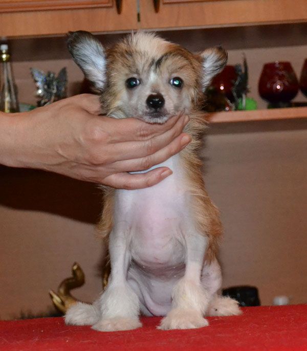 Vellar Pljus Djeraldina