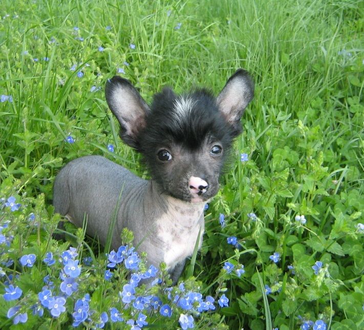 Orero Lovely Toronto Shine