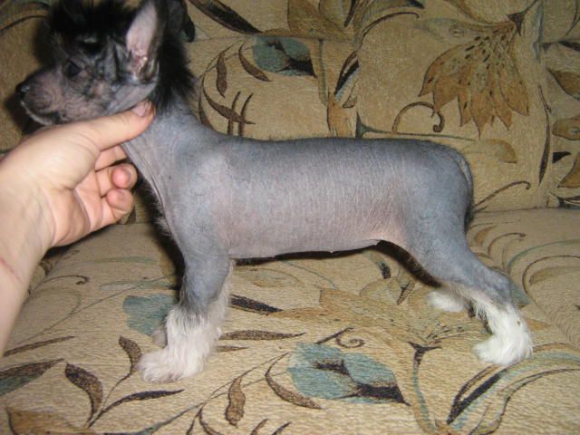 Orero Lovely Tango Night