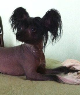 Orero Lovely Tequila Flame