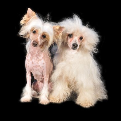 Eminie de mich'risaude