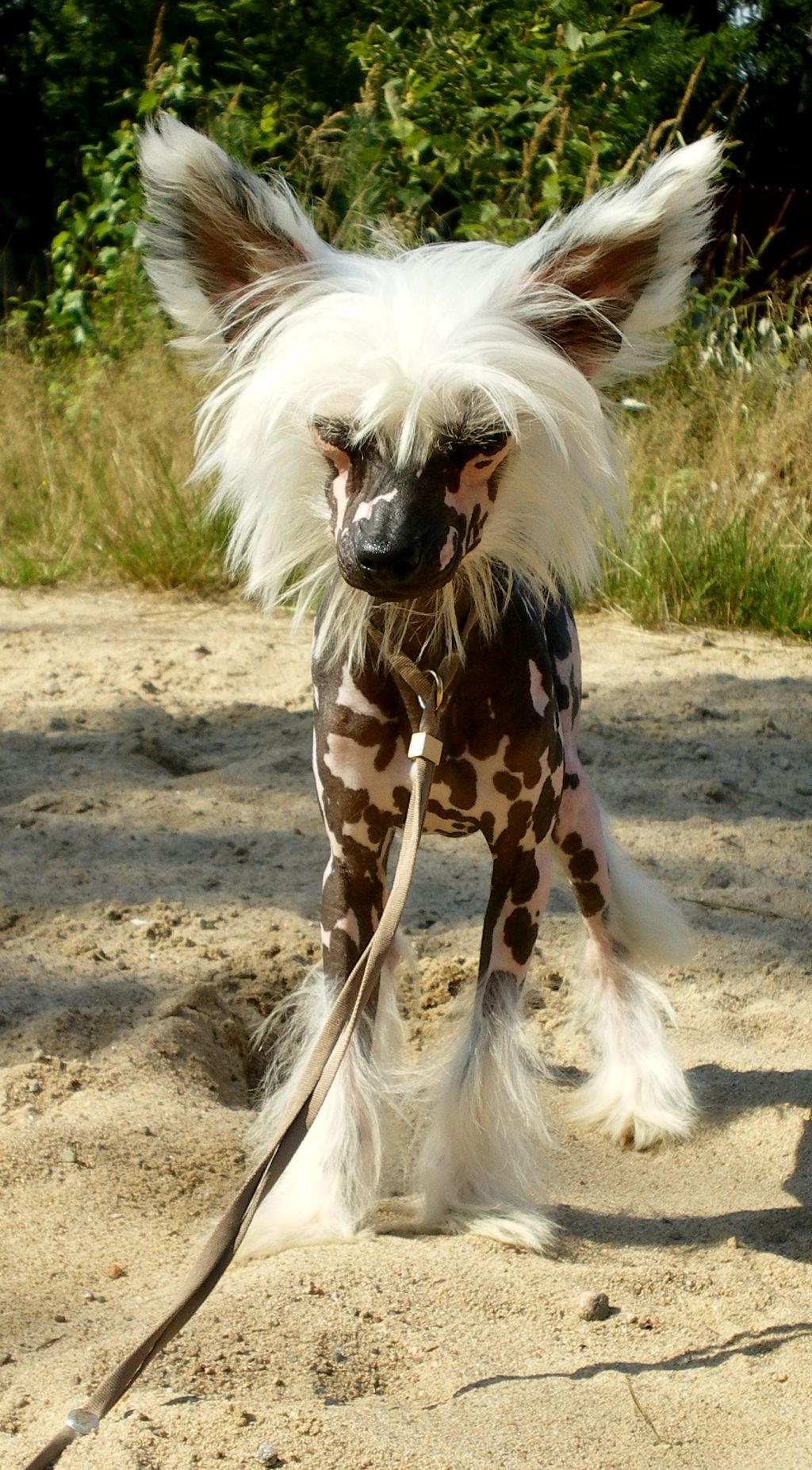 Shanta'l  Iz  Letnego  Sada