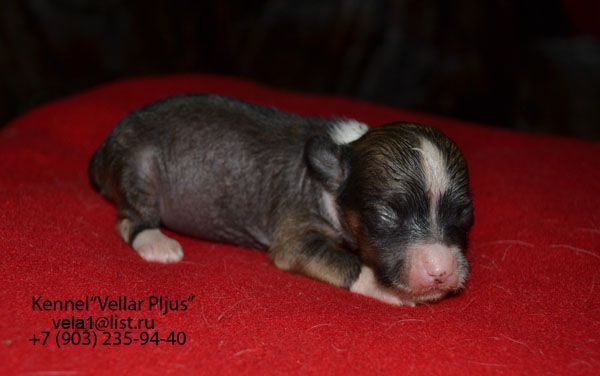 Vellar Pljus Viktoria