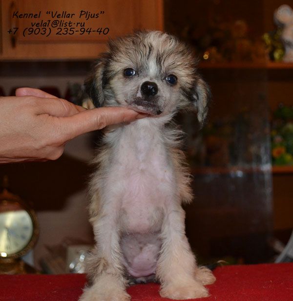 Vellar Pljus Veisaria