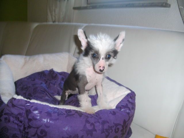 A New Generation of  Divaz Angelz