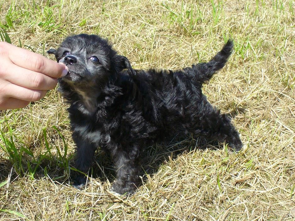 A Destiny's Child of  Divaz Angelz