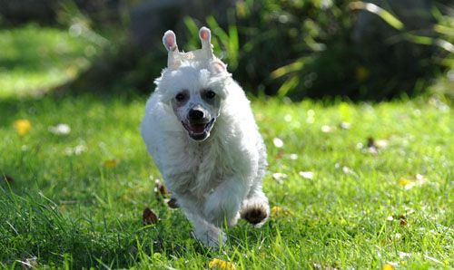 Jean Dark Last Christmas