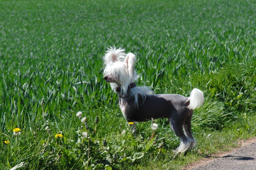 Frendor's Beam me up Scotty