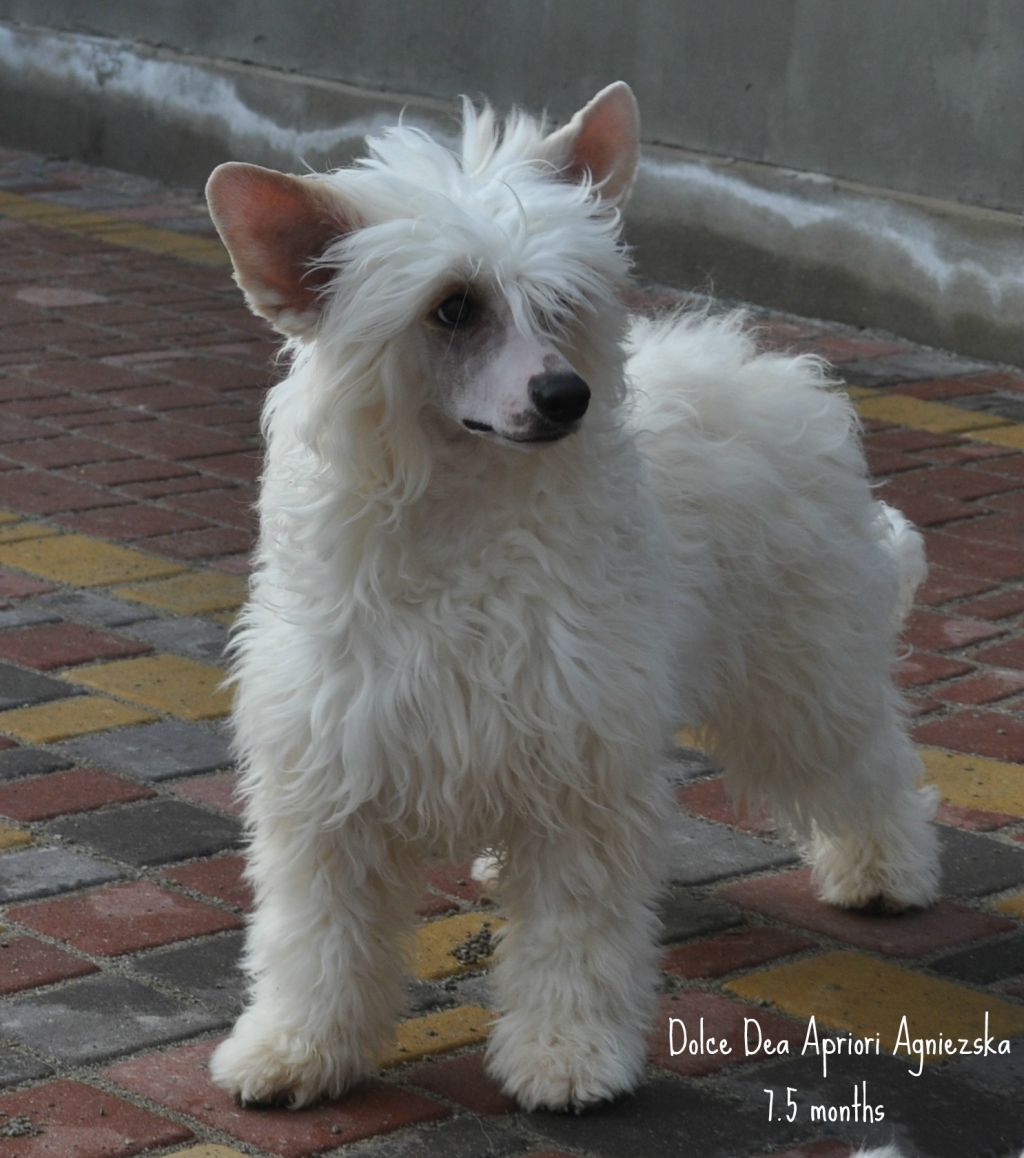 Agnieszka Dolce Dea Apriopi