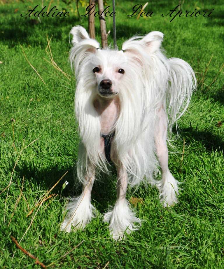 Adeline  Dol'ce Dea Apriori