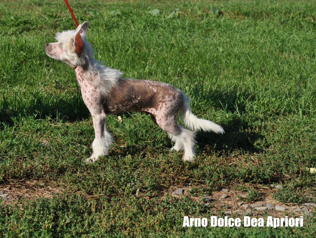 Arno Dol'ce Dea Apriori