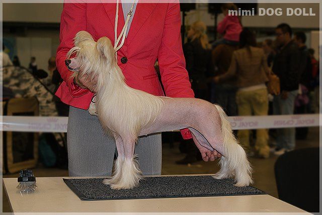 Mimi Dog Doll Tornado