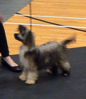 Doucai's Lark Ascending