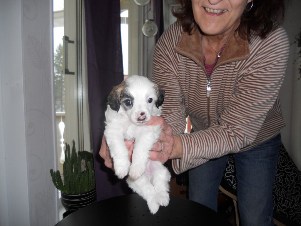 BarbieDolls Exclusiva Ebba