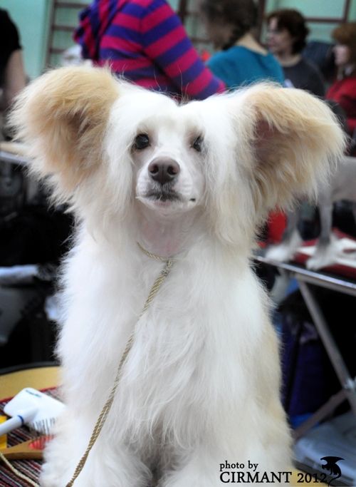 Smart Style  Move Forward To Catch Luck