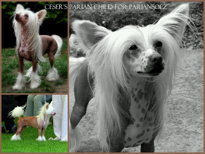 Ceser's Parian Child for Pariansoez