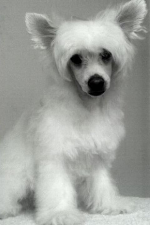 Pariansoez Young Hollywood