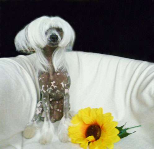 Vikiri Bells Universal Dream