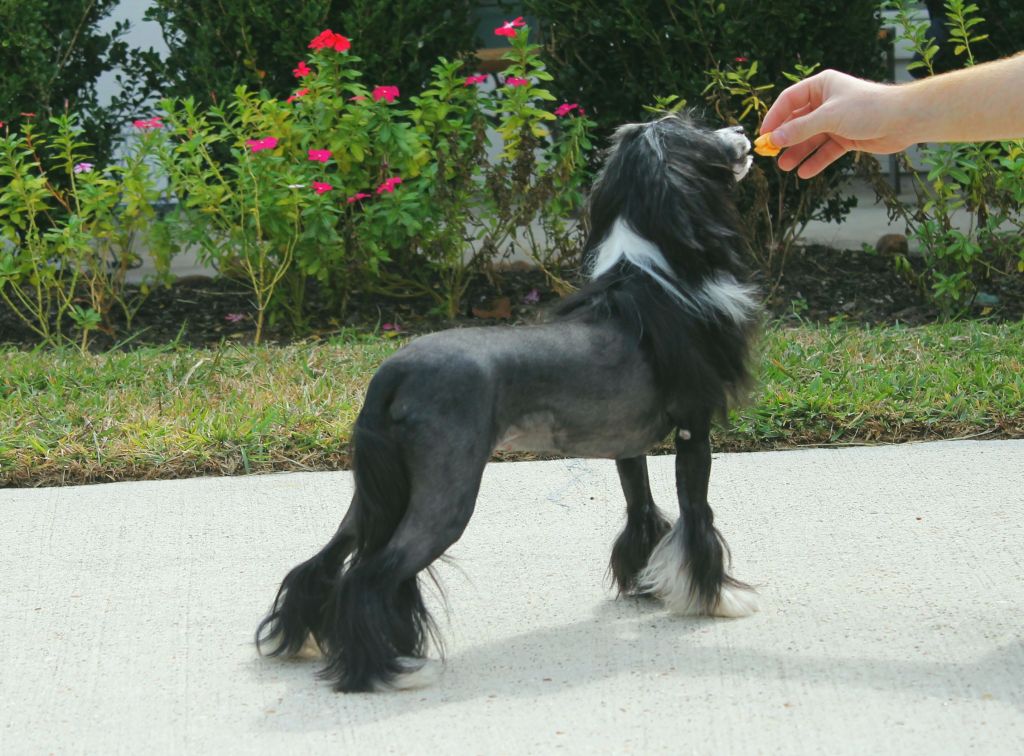 Dasha's A Little Bit Gaudy