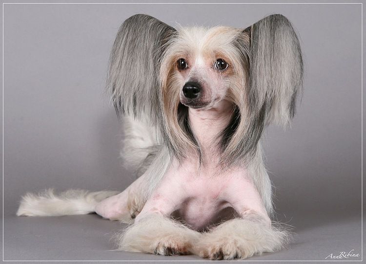 Dogland Happy Zeta Queen