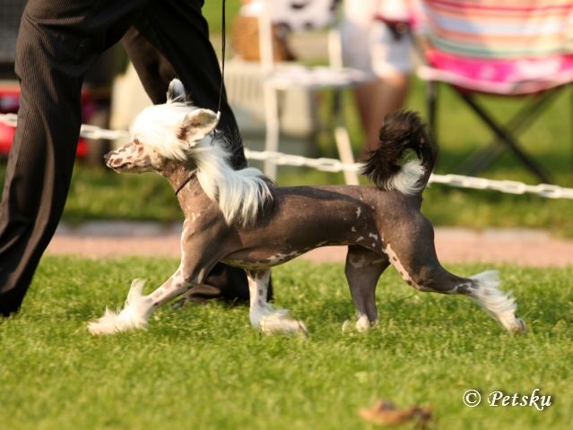 Kaunisvirran Åsa Sparkling Star