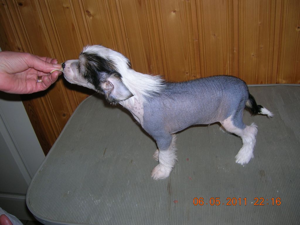 Kaunisvirran Åsmund Lucky Boy