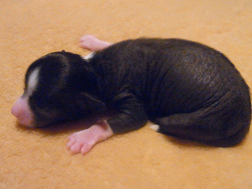 Aculina Marischnacki