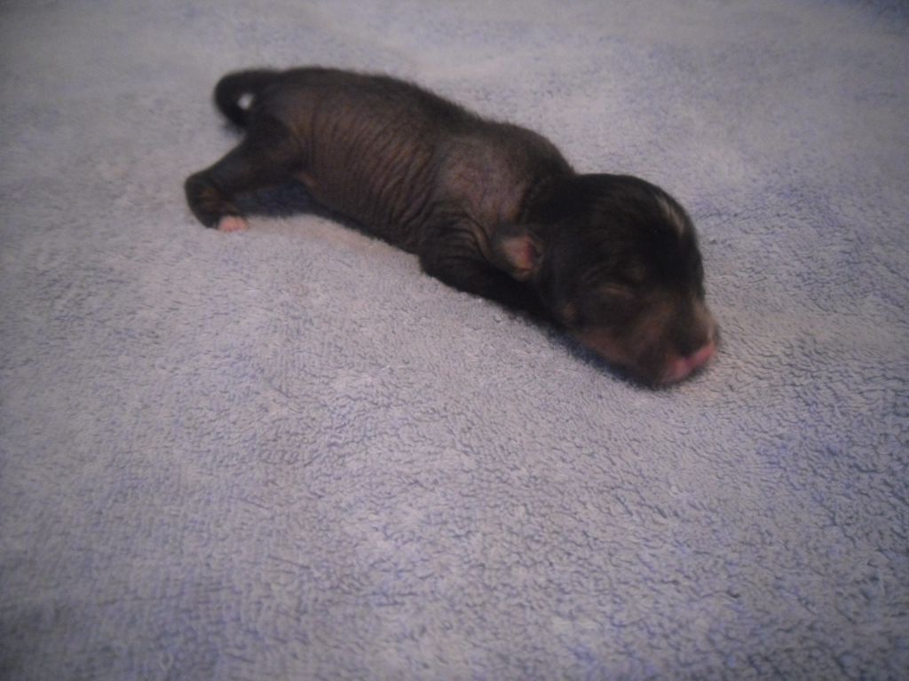 Orero Lovely Ulger History