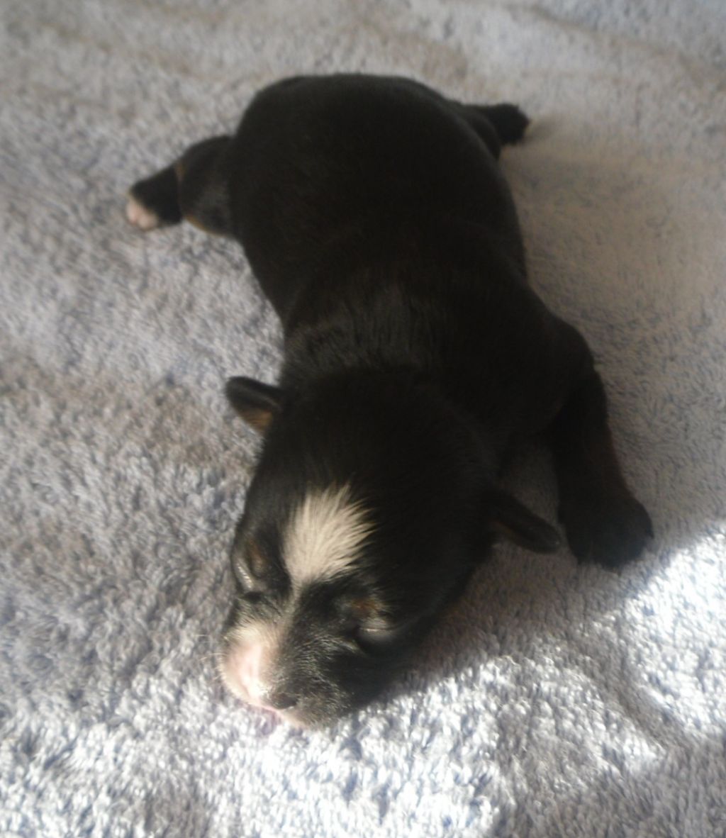 Orero Lovely Ucajally Tinga