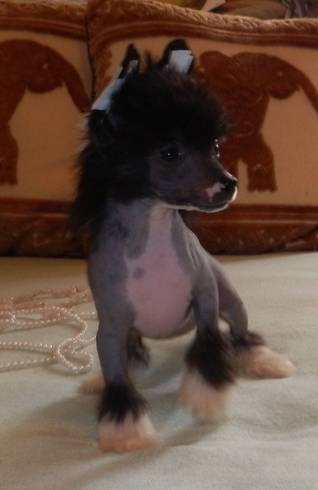 Orero Lovely Cezarija Brioni