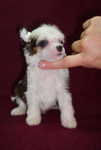 Orero Lovely Cinnamon Fawn