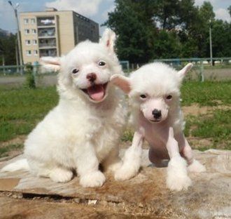 Orero Lovely Caj Uphill