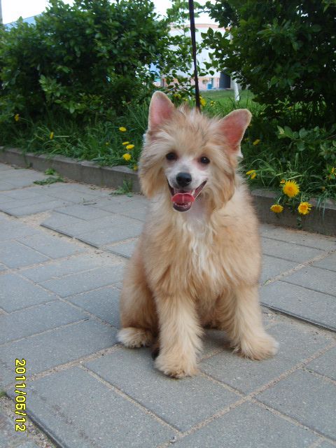 Orero Lovely Palomino Stefanija