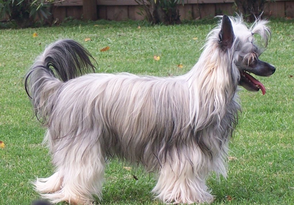 Lotus-N-Altacrest Deal or No Deal