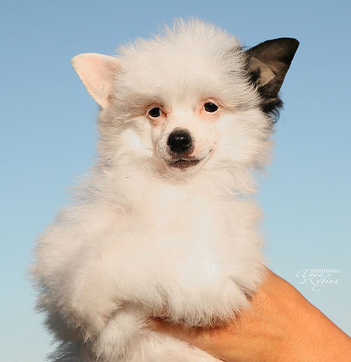 Angel O' Check Severnaya Venesia.