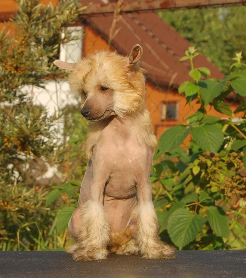 Zholesk Irony of Fate Gidaori