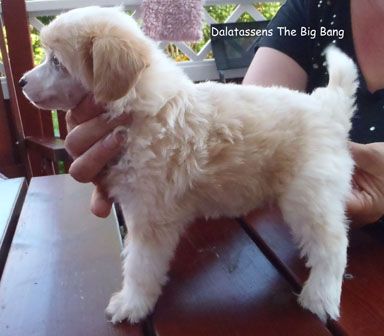 Dalatassens The Big Bang