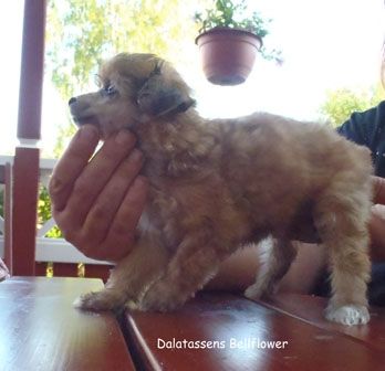 Dalatassens Bellflower