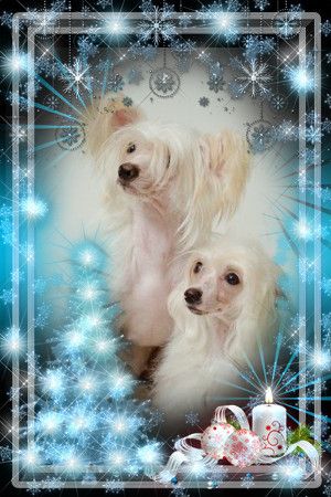 Princely Orchidea Insan Mitau