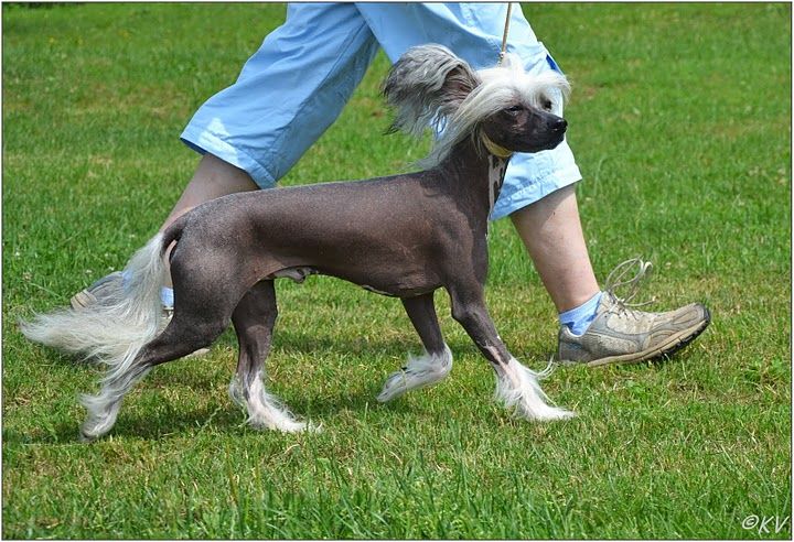 Al Pacino Foxly Bohemia