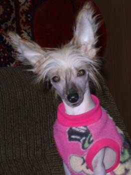 Veselaya Mozaika Kiparis