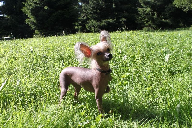 Veselaya Mozaika Karamelka