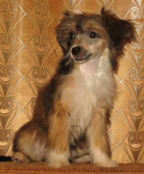 Veselaya Mozaika Kapelka